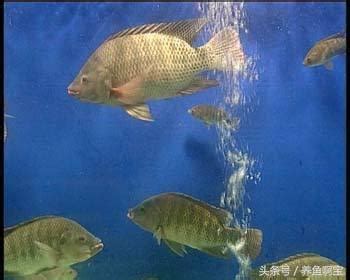 養什麼魚最好養